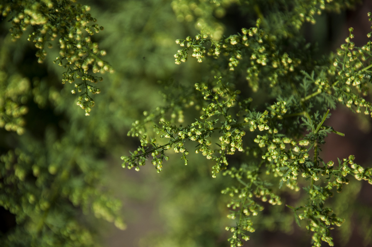 黄花蒿特写