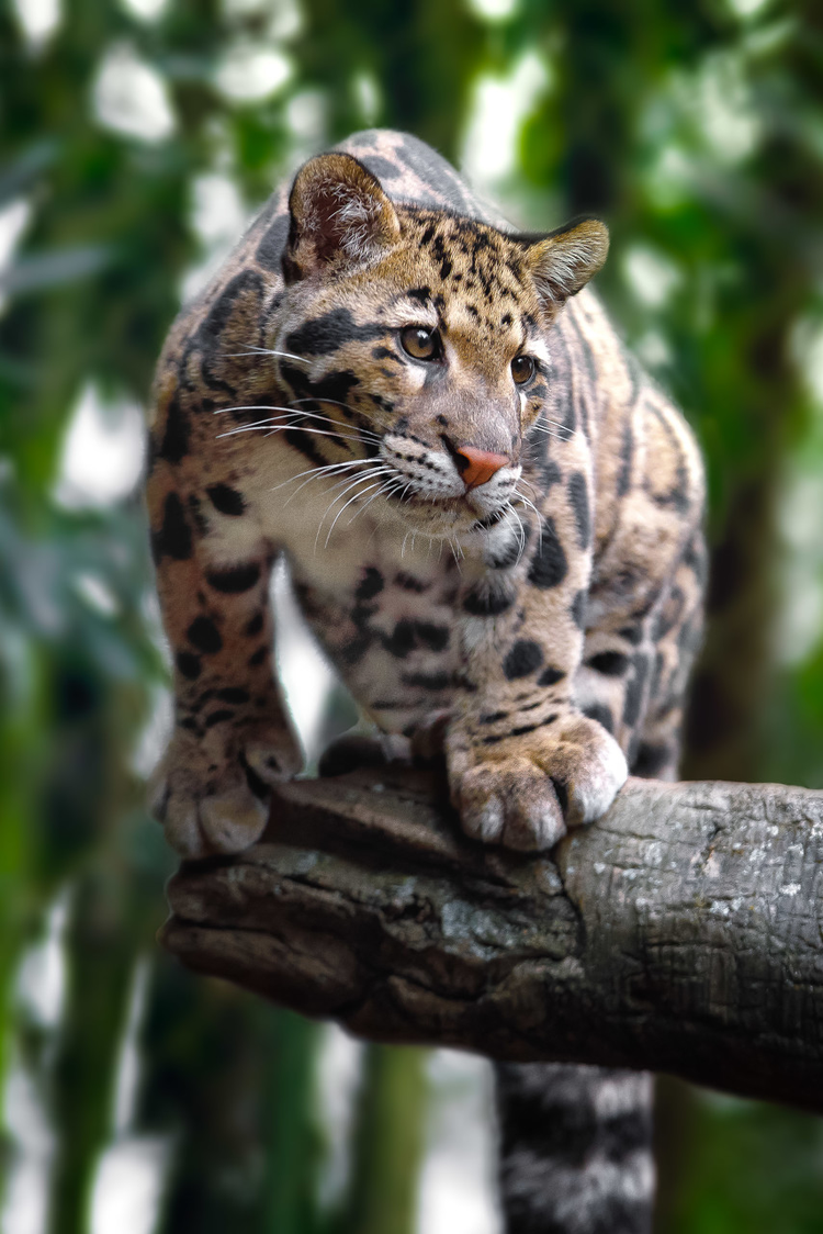 树上的云豹clouded leopard on trees.jpeg