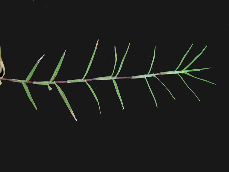 狗牙根的茎.jpeg