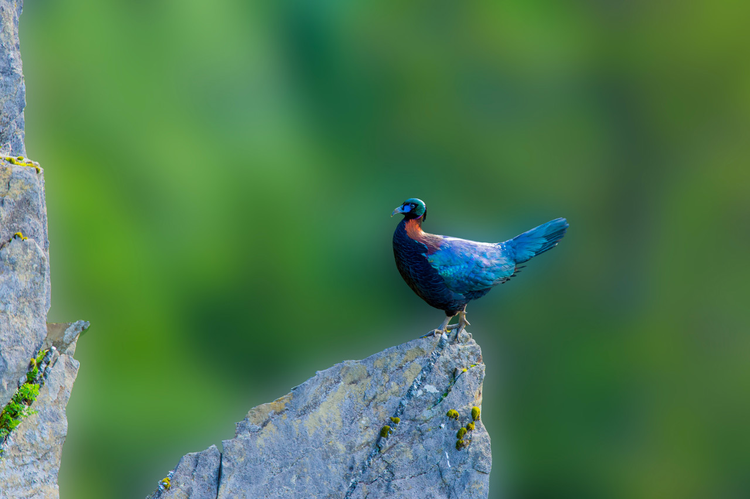 绿尾虹雉