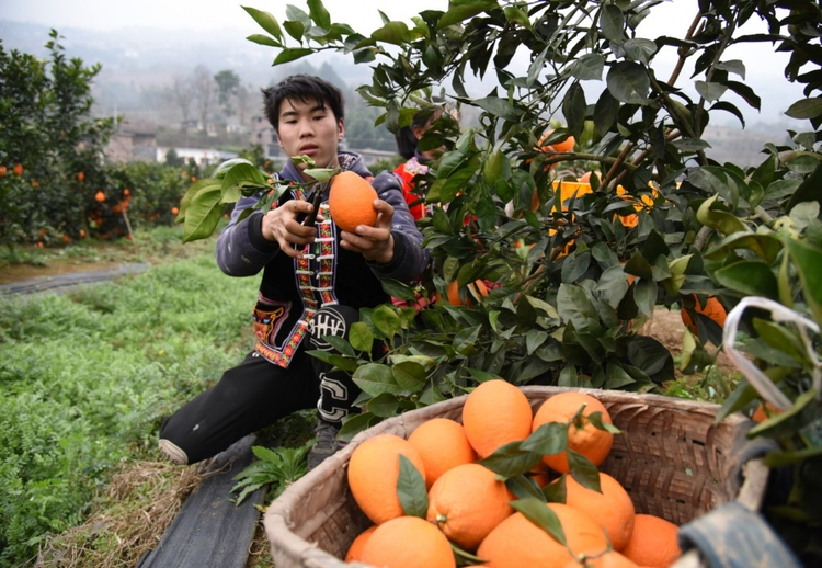 甜橙