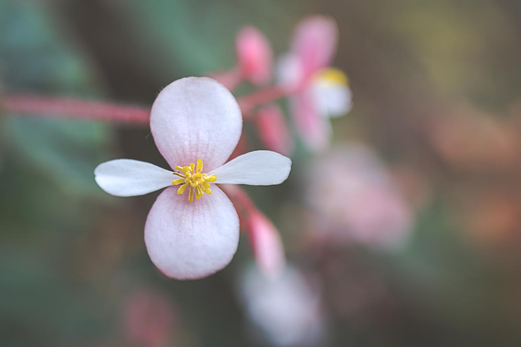 紫背天葵花.png