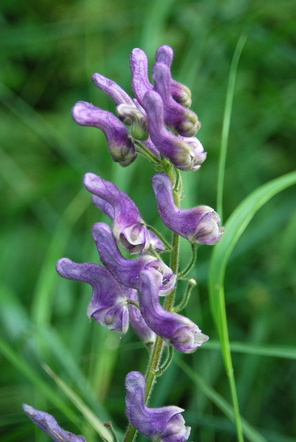 乌头(乌头)Aconite (Aconitum)