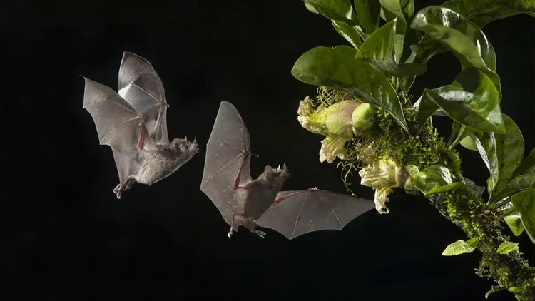 普通蝙蝠