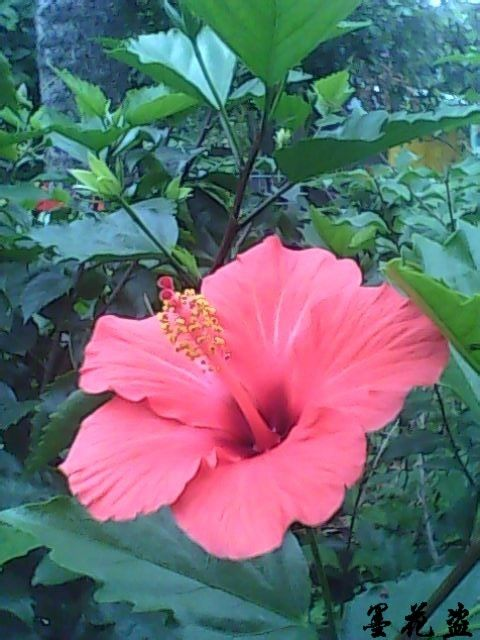 坎涂花