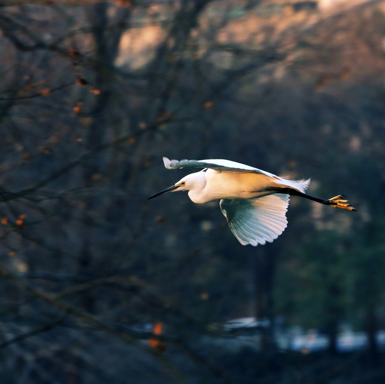 白鹭•西溪湿地