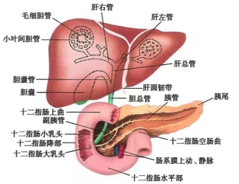 肝脏