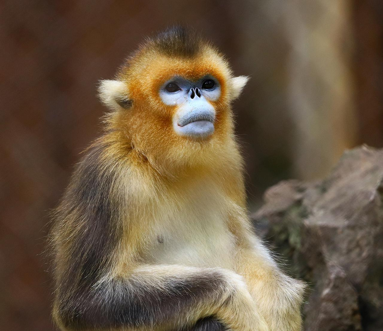 金丝猴