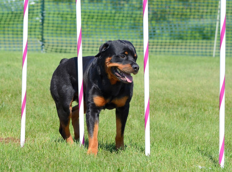 罗威纳犬