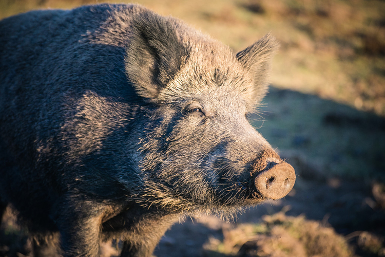 野猪Big  boar in the wild