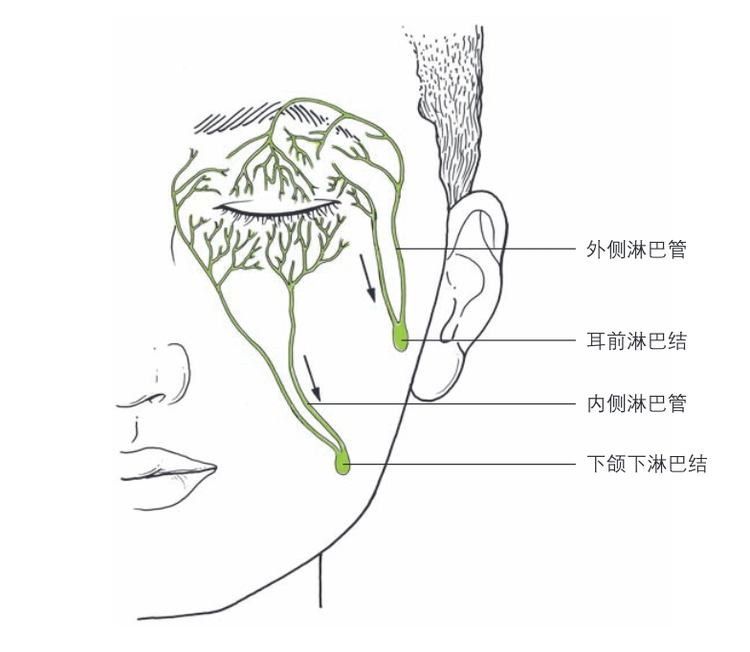 眼睑