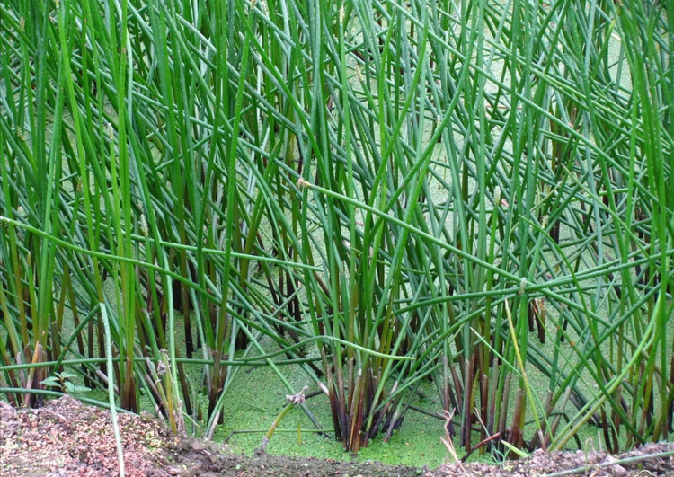 荸荠 (莎草科荸荠属植物)