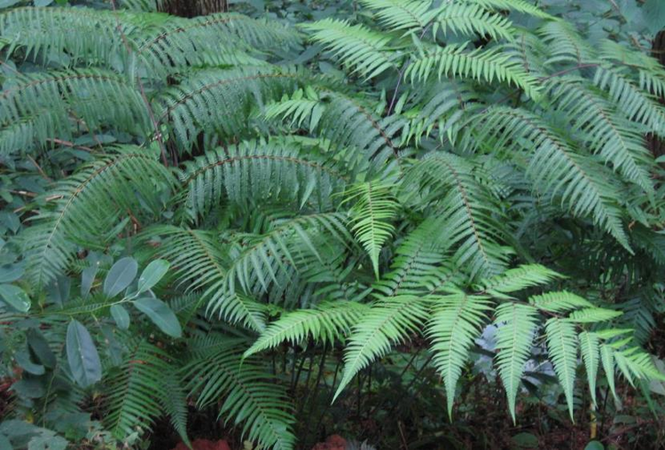 隆安县