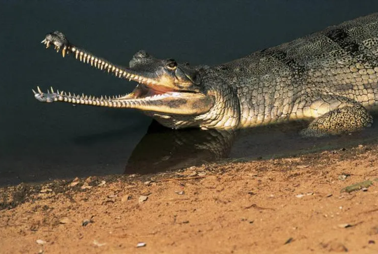 恒河鳄