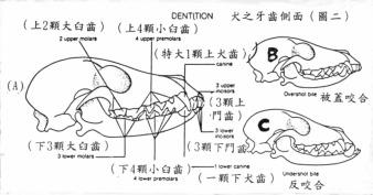 台湾犬