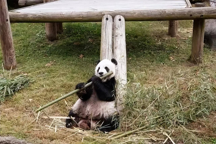 大熊猫乐乐