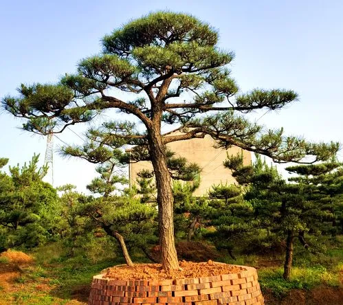 黑松.png