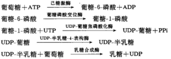 乳糖合成.jpeg