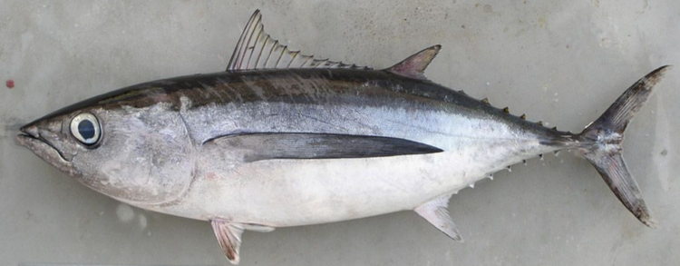 长鳍金枪鱼