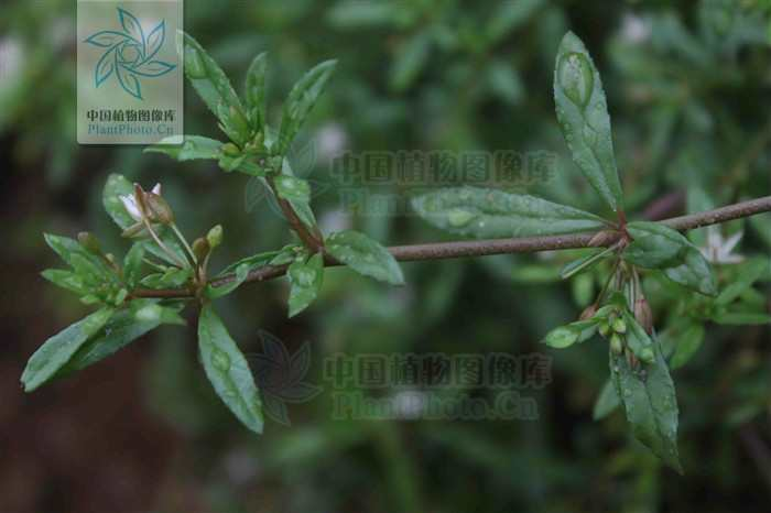 Glinus oppositifolius