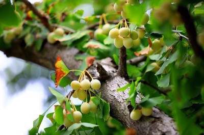 独家：初秋时节 江苏淮安银杏挂果满枝头
