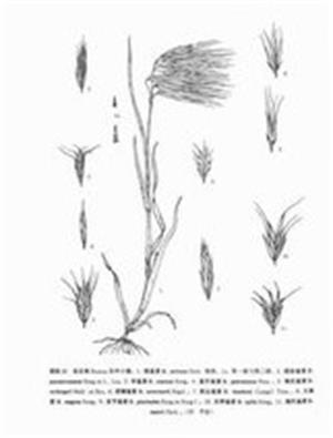 光稃雀麦