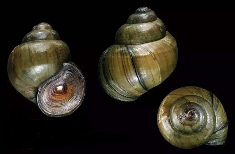 中国圆田螺