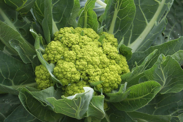 生长在土地上的花椰菜cauliflower growing in a land