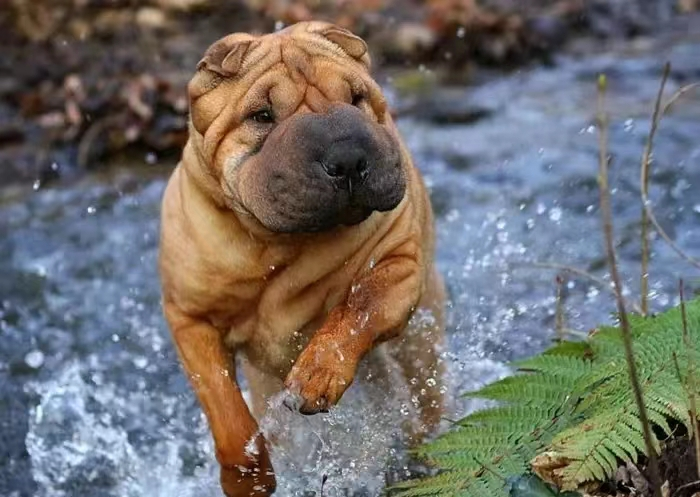 中国沙皮犬