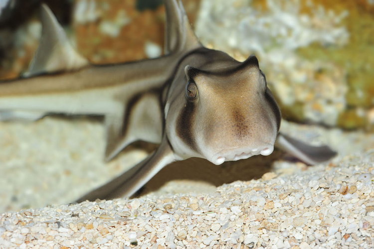 上海海洋水族馆