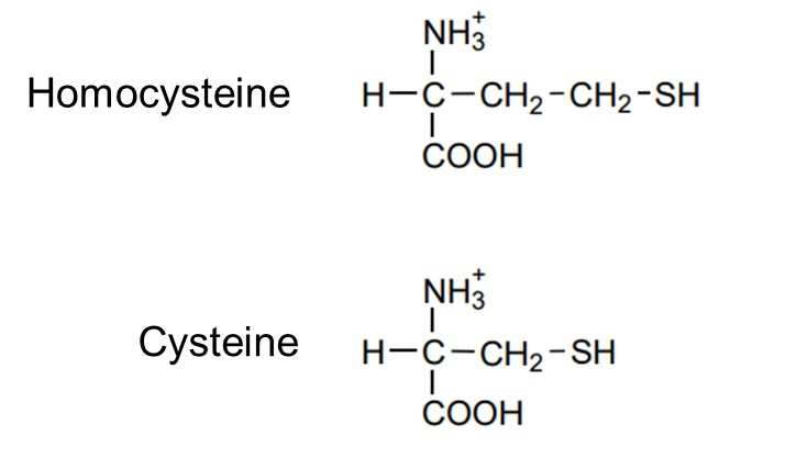 高半胱氨酸