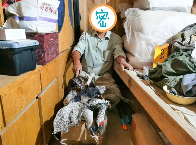 白鹇