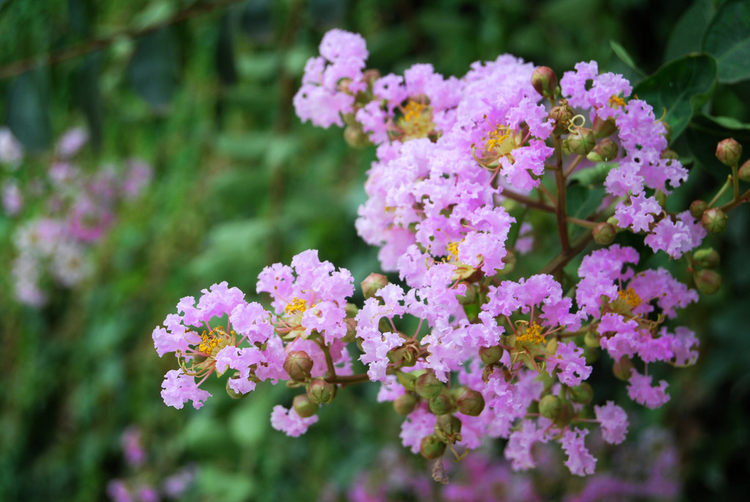 紫薇Crape myrtle