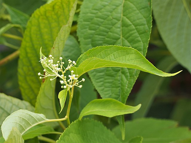 雷公藤草药图片功效图片