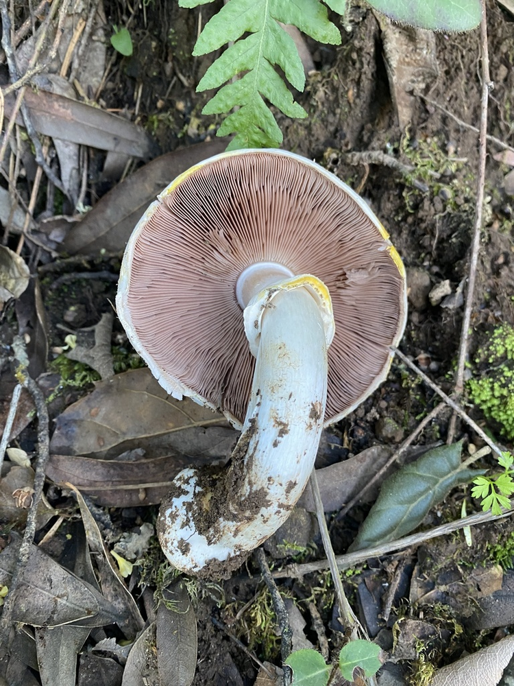 蘑菇