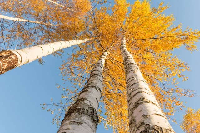 白色桦树光滑的树干，有橙色的叶子smooth trunks of white birch with orange leaves