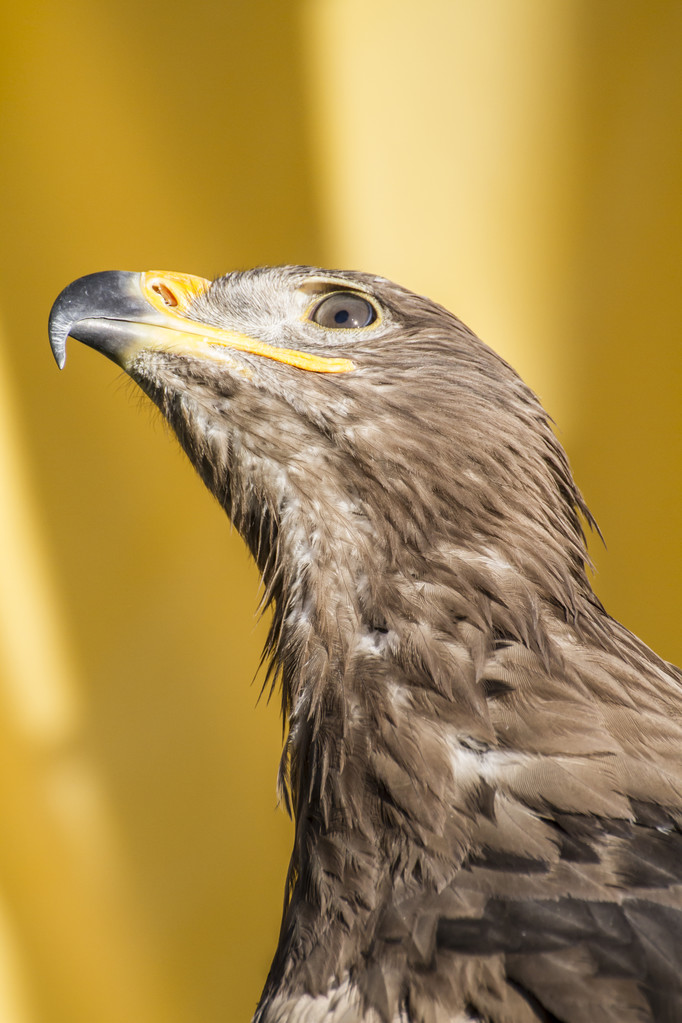 金鹰Golden eagle.jpeg