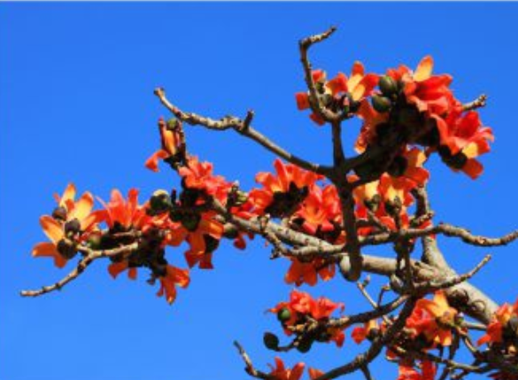 红河哈尼族彝族自治州