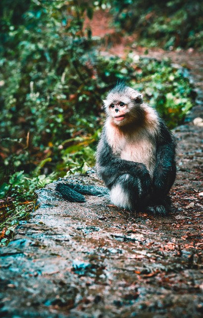 白马雪山自然保护区里的滇金丝猴