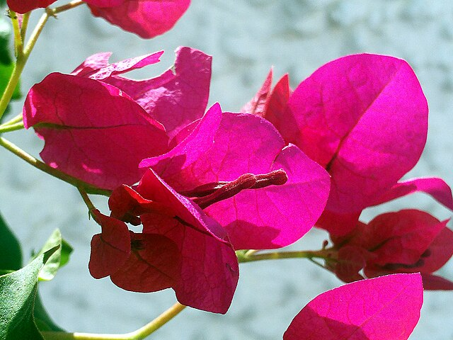 叶子花属