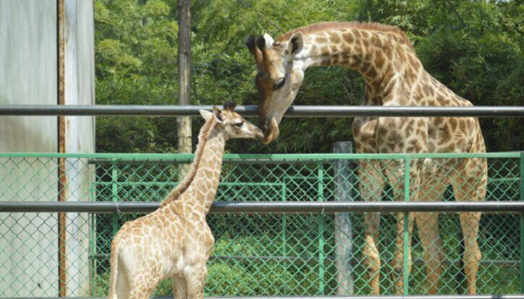 长沙生态动物园
