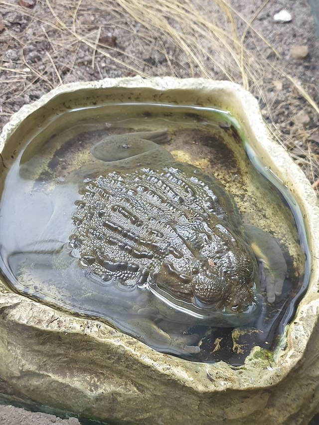 非洲牛箱头蛙
