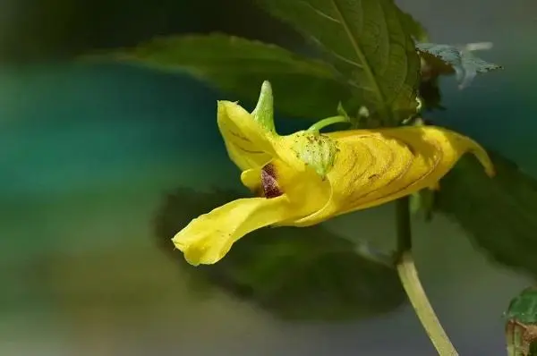 花.png