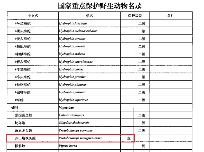 莽山原矛头蝮