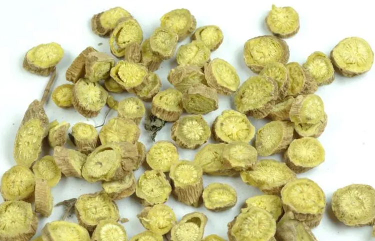 黄芩