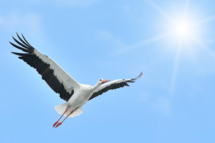 阳光明媚的白鹳Flying White Stork sunlit.jpeg