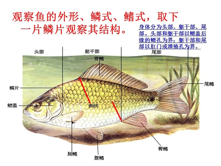 鲤鱼鱼刺分布图图片