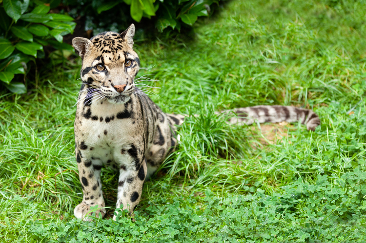 云豹镶嵌在草上Clouded Leopard Stitting on Grass Pensive.jpeg