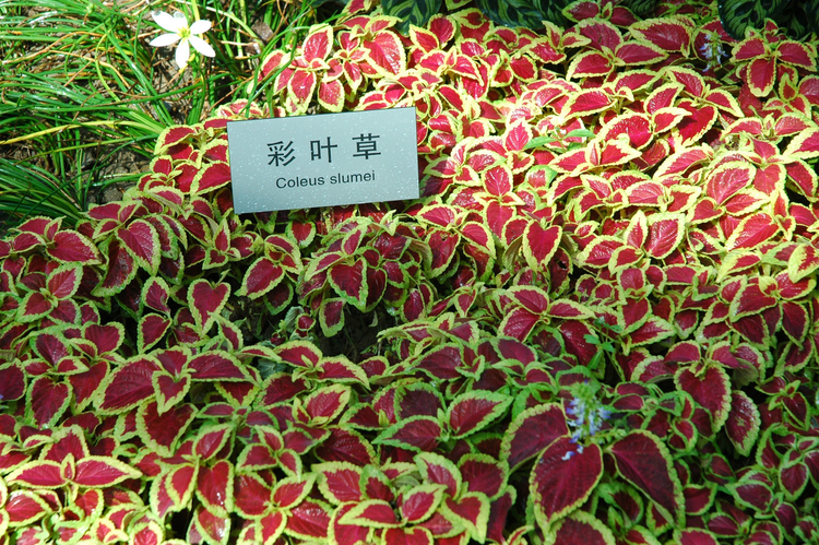 花卉资料：江苏省淮安市园艺博览会