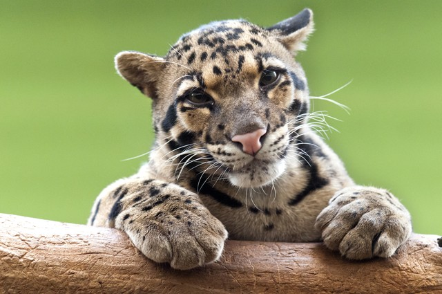 云豹A Clouded leopard.jpeg